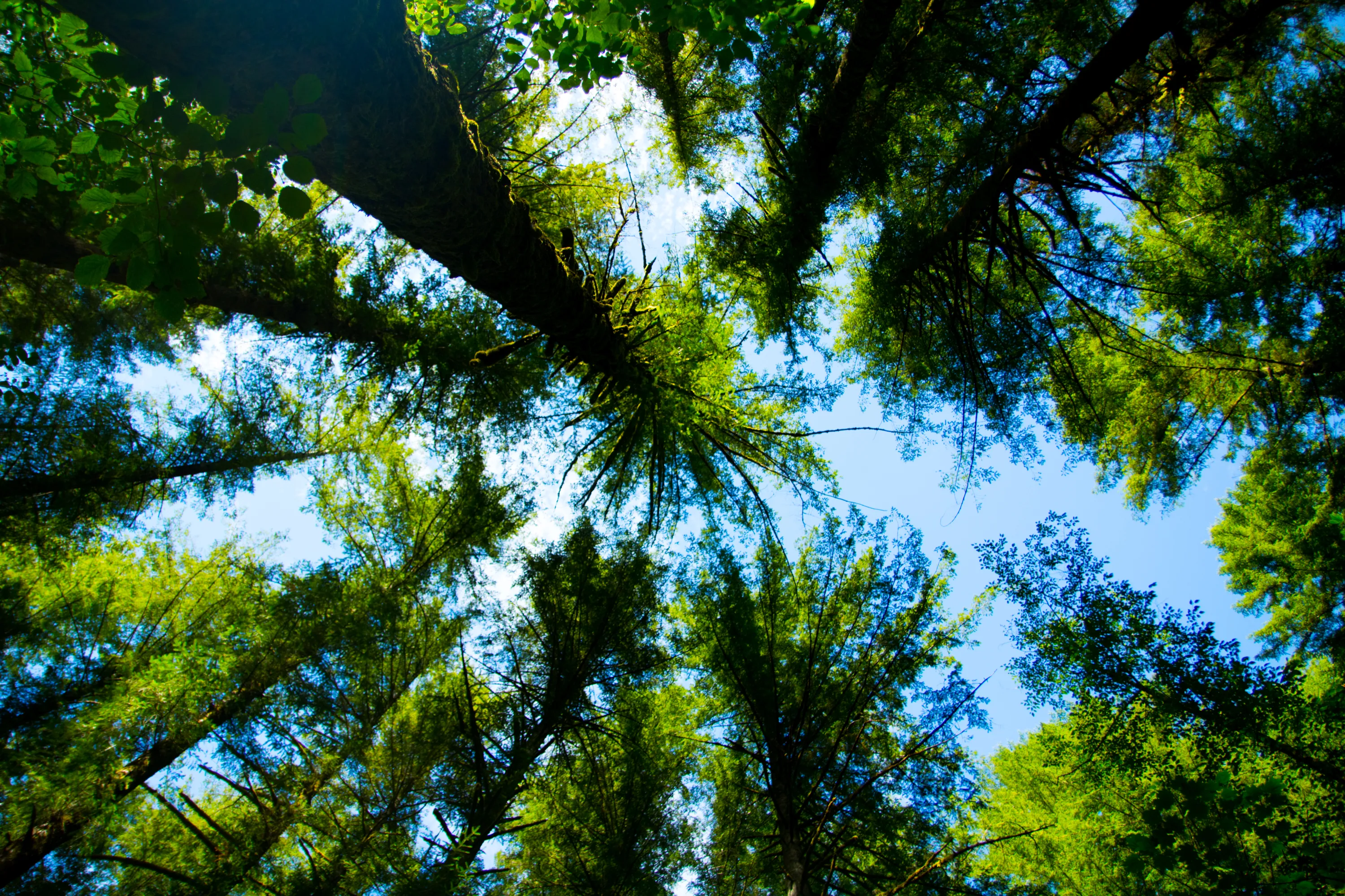 Looking straight up through a forest canopy toward the sky