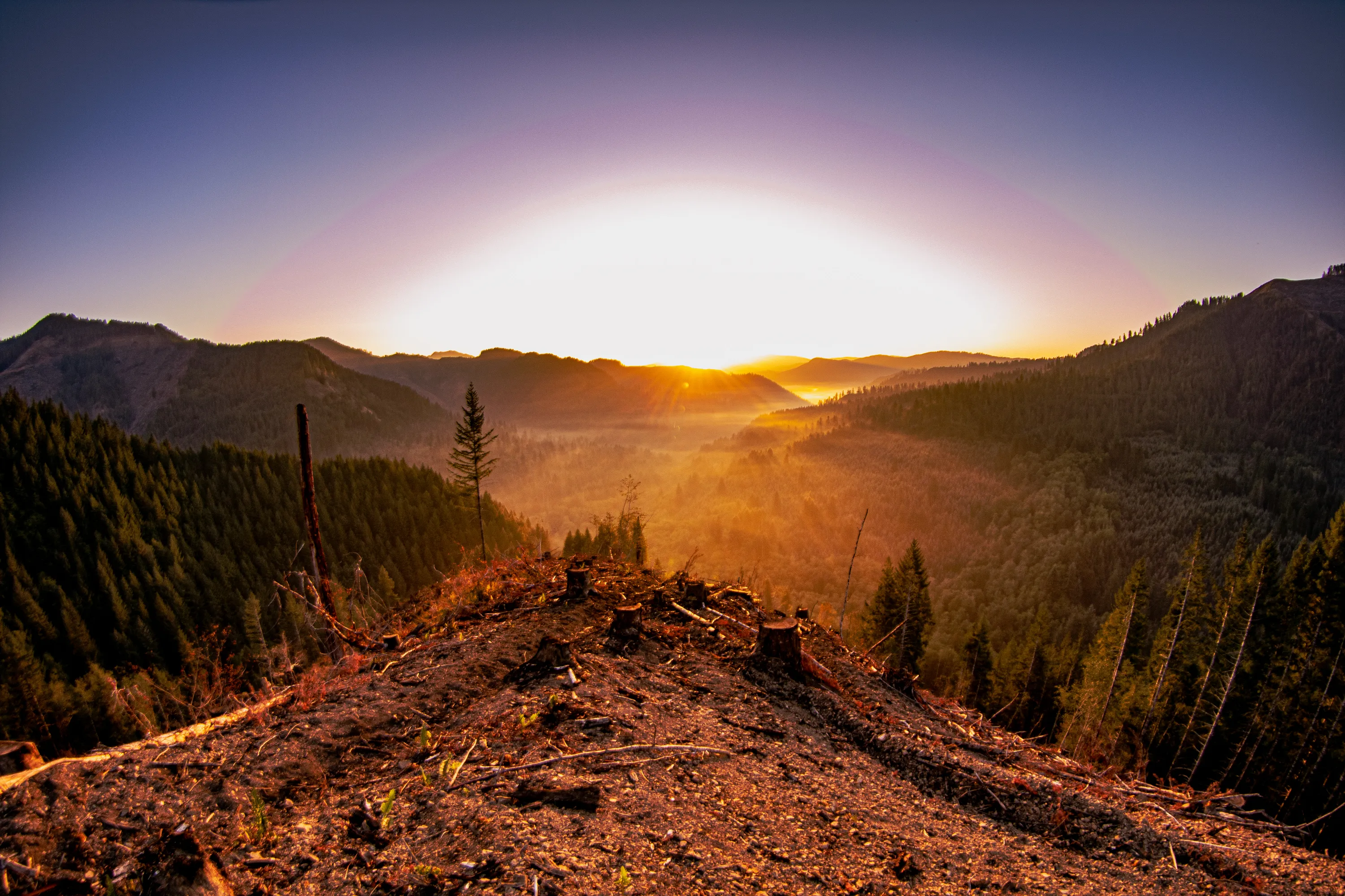 Sunrise breaking over a logged ridge with a lone fir tree
